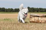 SIBERIAN HUSKY 054